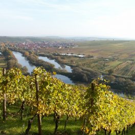 Nordheim vor den Ausläufern der Weinberge