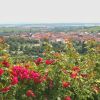 028-pict0006-nordheim_lzn-1