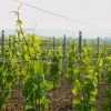 2009-06-14-07-50-26-_g109224_lzn-1